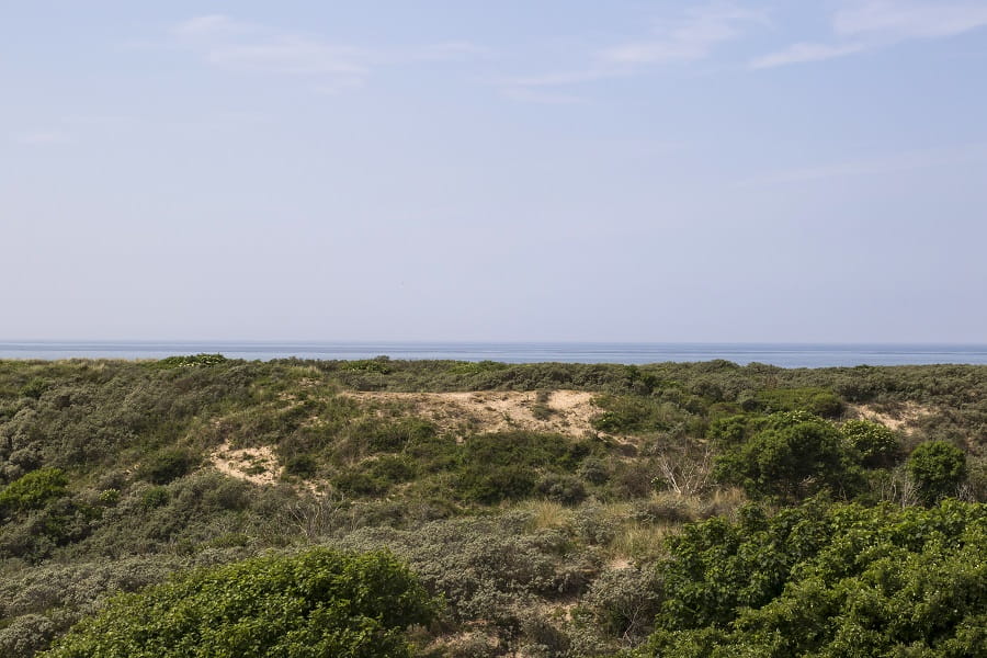 Boswachterij noordwijk kachelduin