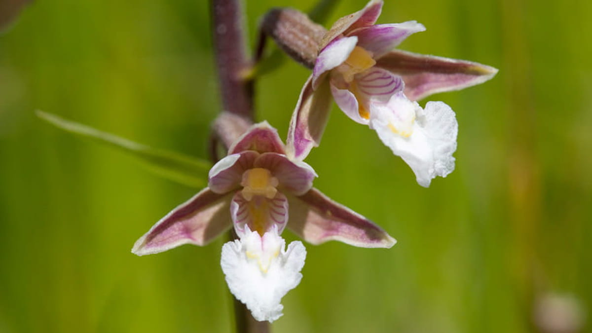 Moeraswespenorchis