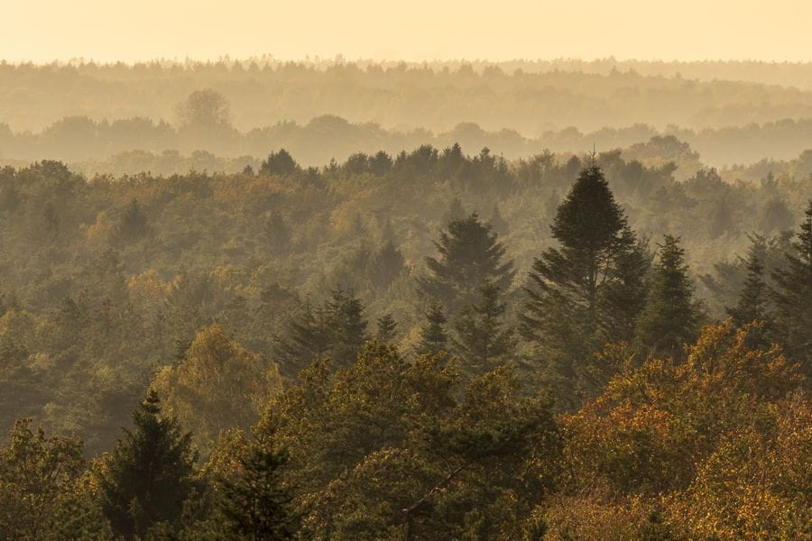Hondsrug herfst