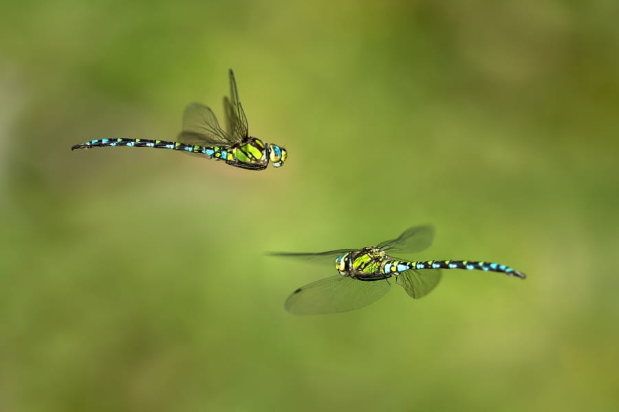 twee groen, blauw en zwartgekleurde libellen met vliegen voor groene achtergrond