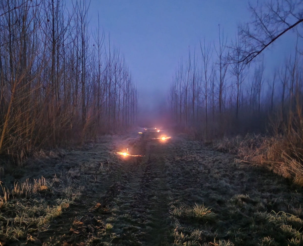 Bospad met lichtjes