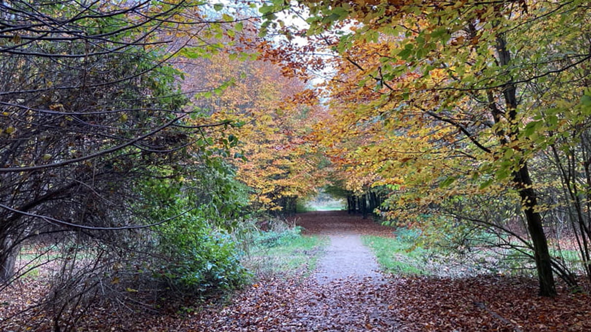 Valckesteijnse Bos