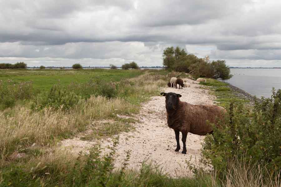 schapen in Kogen en Braken