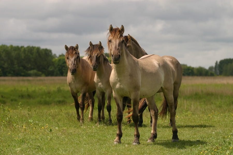 Konikpaarden in het Lauwersmeer