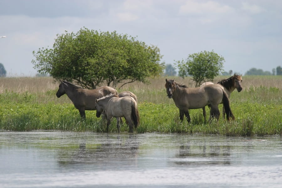 Konikpaarden aan de rand van het Lauwersmeer