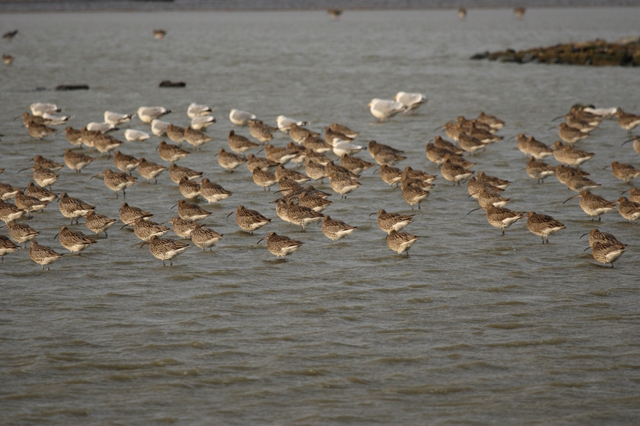 Beleef de vogeltrek in het Lauwersmeer