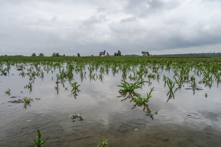 zeekraal in Lauwersmeer