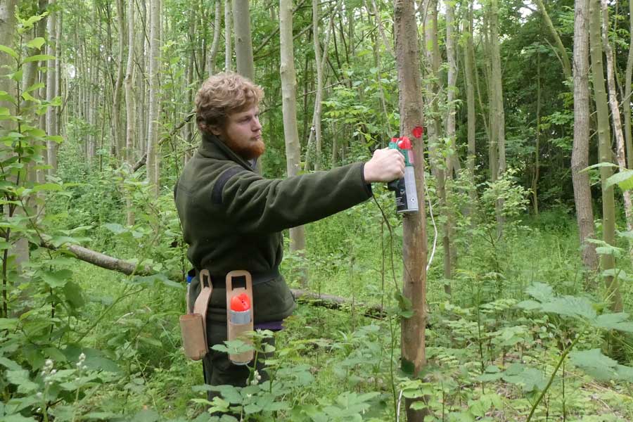 Blessen van zieke essen in het Abtswoudse bos