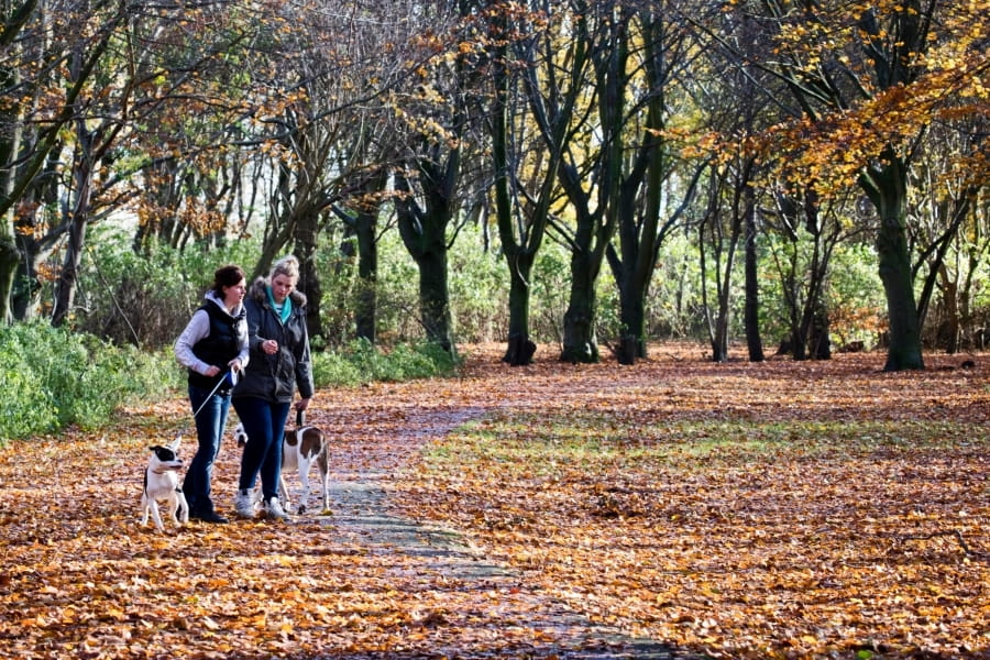 wandelaars met hond