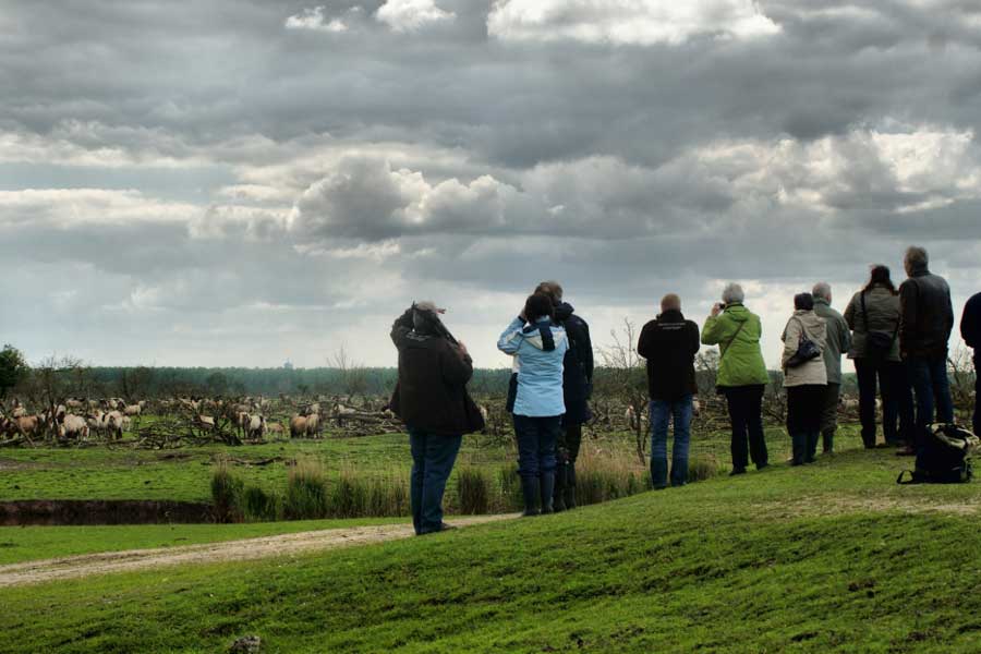 groep kijkt over het landschap van de Oostvaardersplassen 