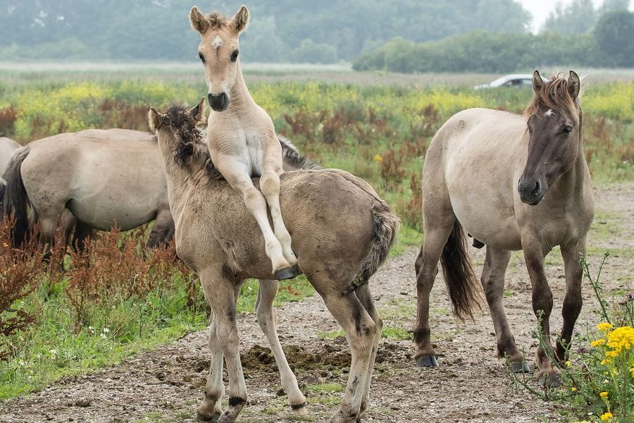 Konikpaarden en veulens in de Oostvaardersplassen