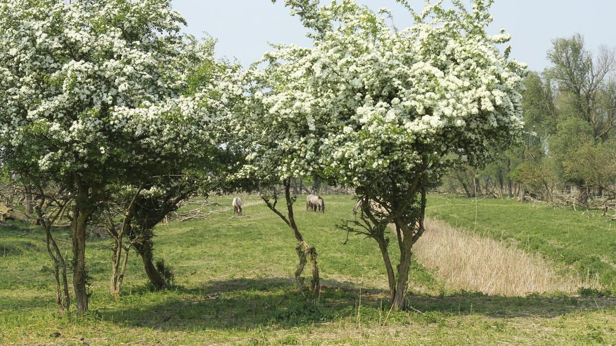 Beschutting Oostvaardersplassen