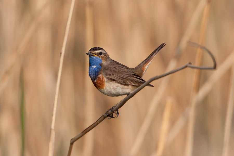 blauwborst op tak