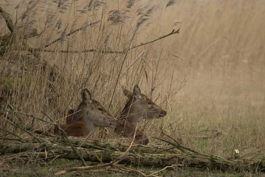 Hert in de Oostvaardersplassen