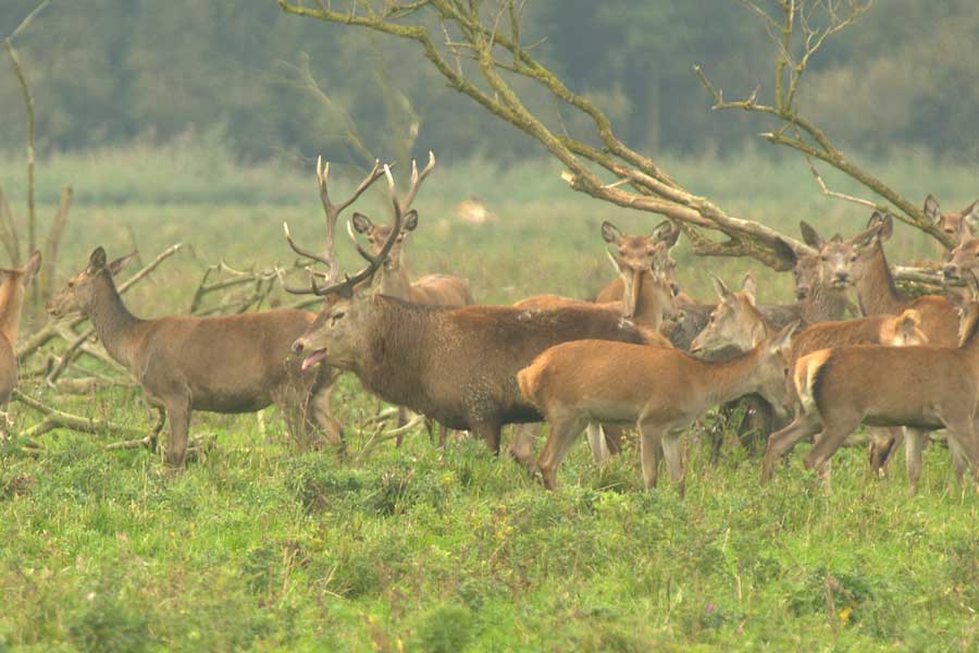 edelherten in de Oostvaardersplassen