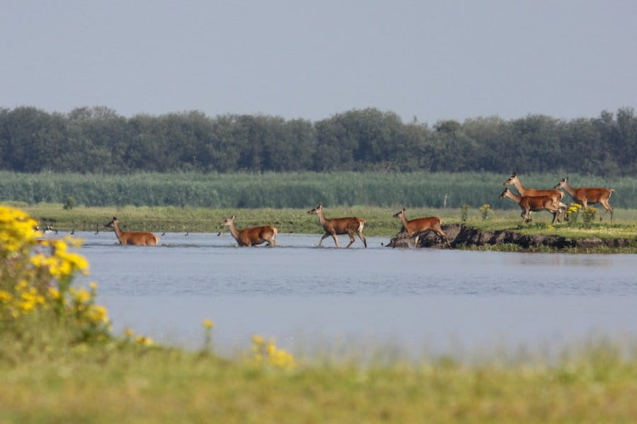 edelherten in Oostvaardersplassen