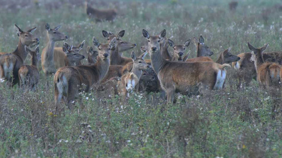 edelherten in oostvaardersplassen