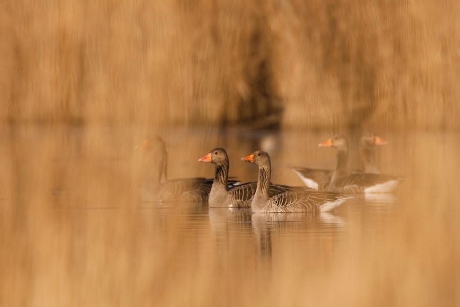 ganzen met pulletjes in de Oostvaardersplassen