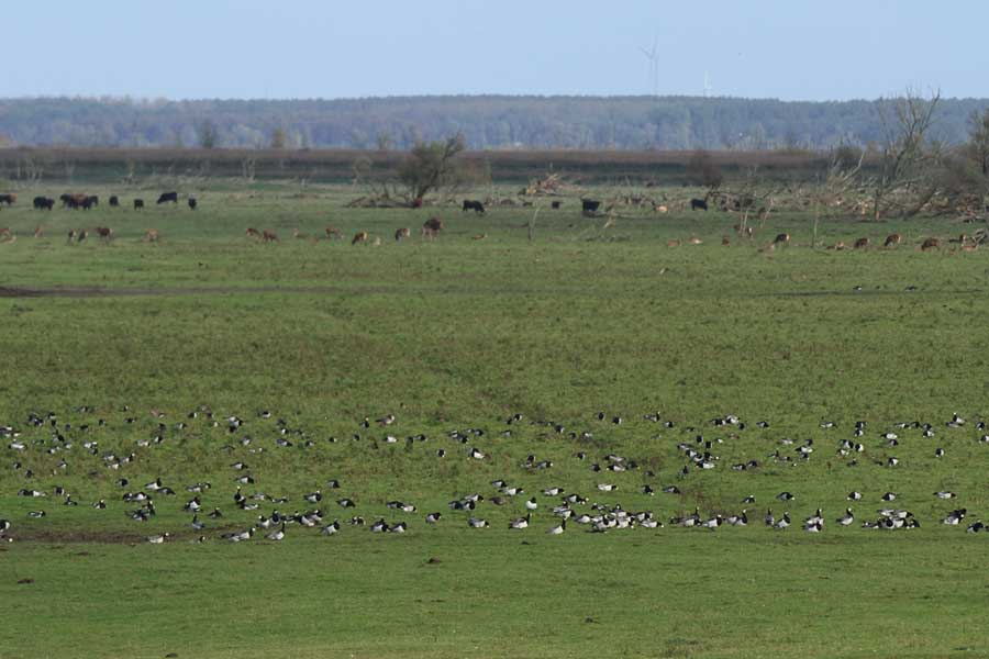 Grote grazers en ganzen in Oostvaardersplassen