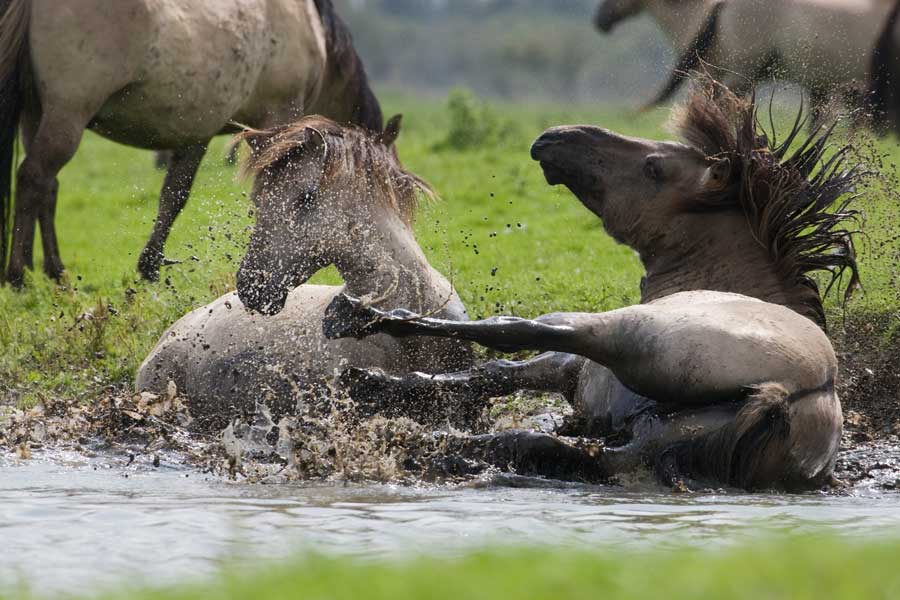 konikpaarden in de Oostvaardersplassen