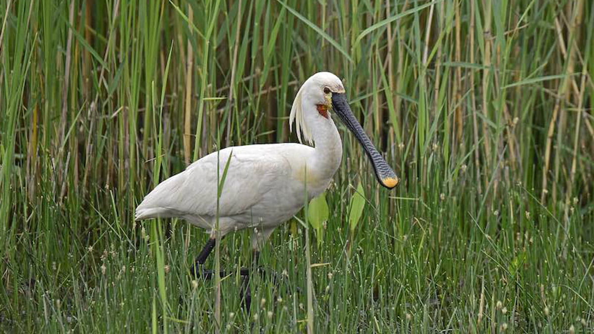 Lepelaar in riet