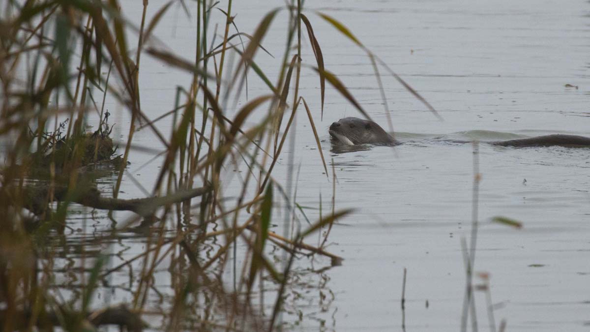 Otter zwemt met een vis in z'n bek in de Oostvaardersplassen