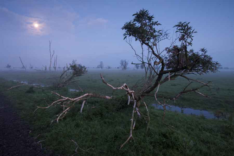 wetland Oostvaardersplassen