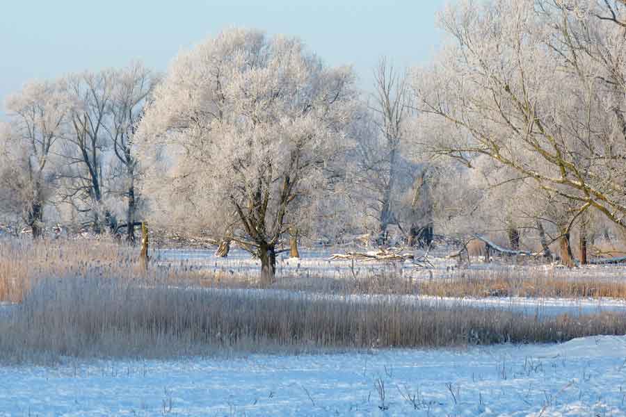 winters landschap Oostvaardersplassen met riet en bomen in de sneeuw