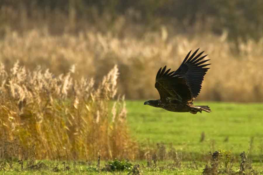 vliegende zeearend in de Oostvaardersplassen