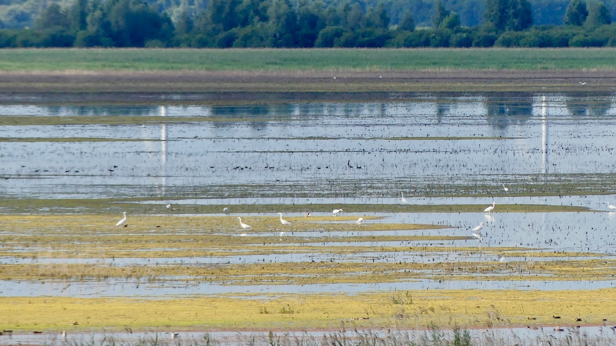 Ze zijn er weer: zilverreigers en lepelaars bij de Grote Plas