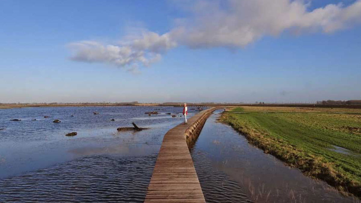 Afbeeldingsresultaat voor roegwold