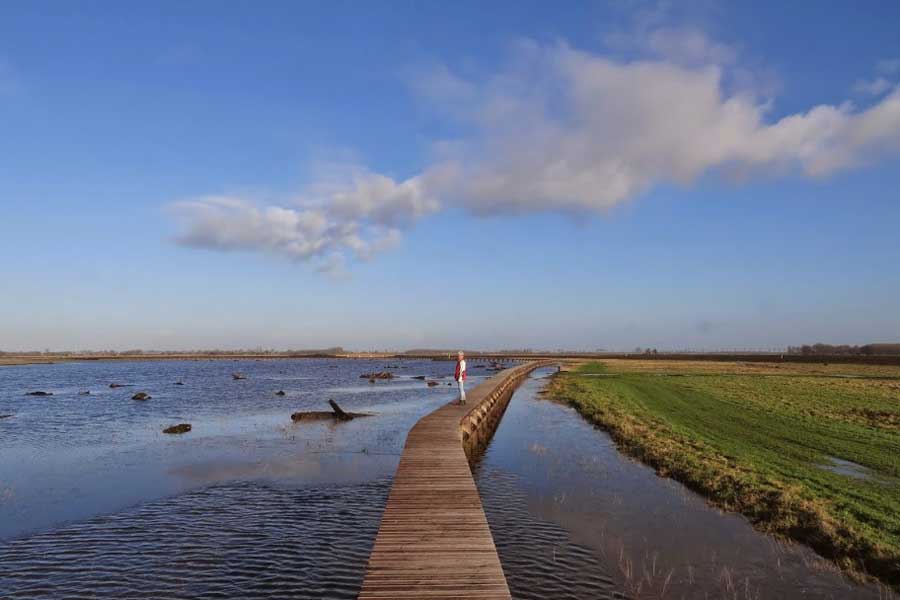 Afbeeldingsresultaat voor roegwold