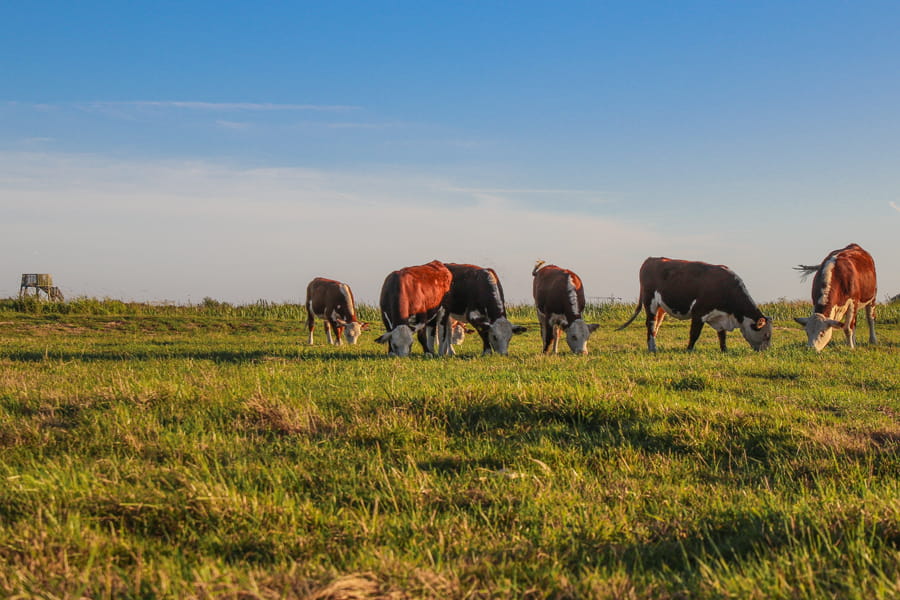 Hereford runderen in weiland op wandelroute Westerpolder