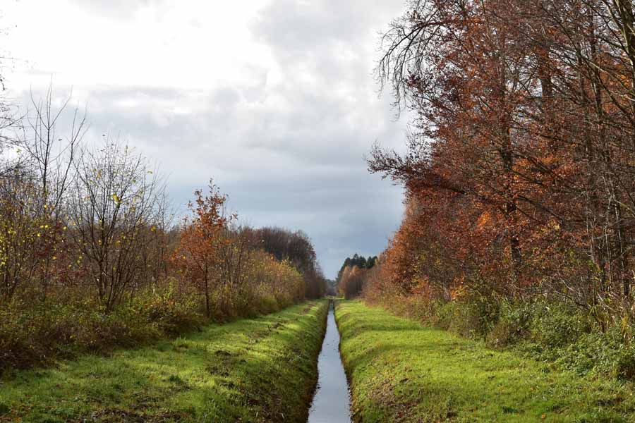 Sloot met bos aan beide kanten in Roggebotzand