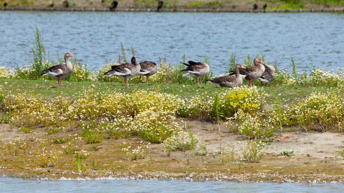 watervogels in de rottemeren