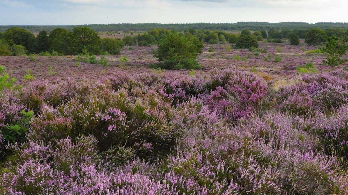 bloeiende heide