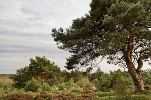 Bosrand overgang bos heide