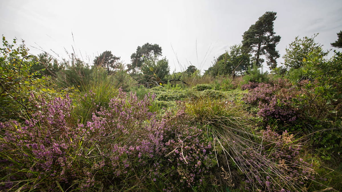 heide op de Sallandse Heuvelrug