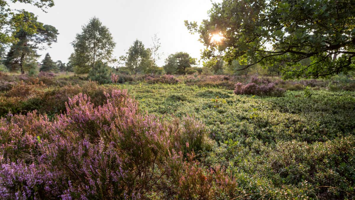 ochtend op de Sallandse Heuvelrug