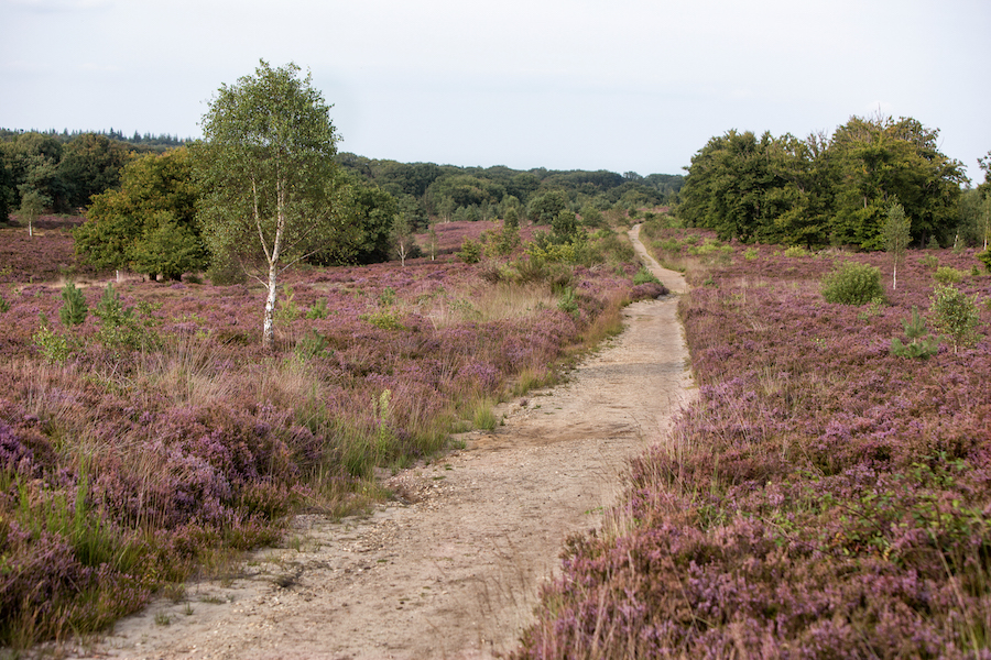 heide op de Sallandse Heuvelrug