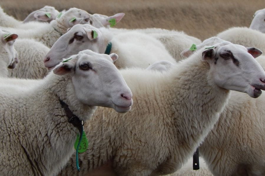 Heideschapen in het veld