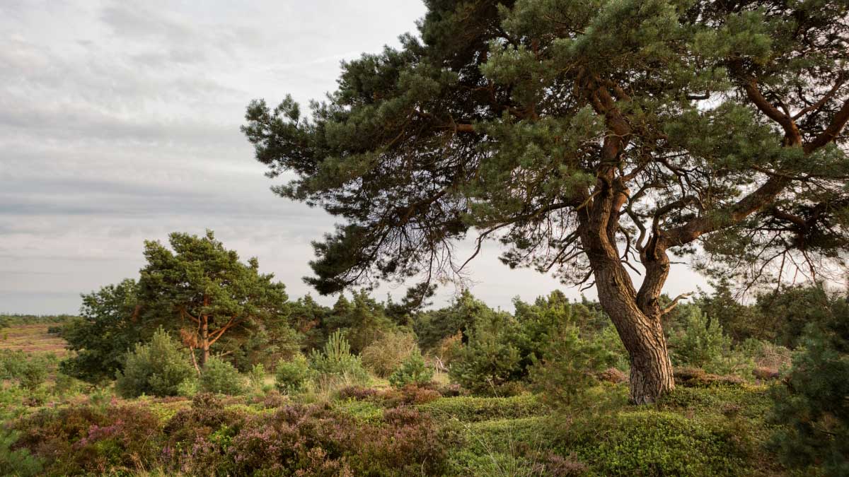 bomen in weide