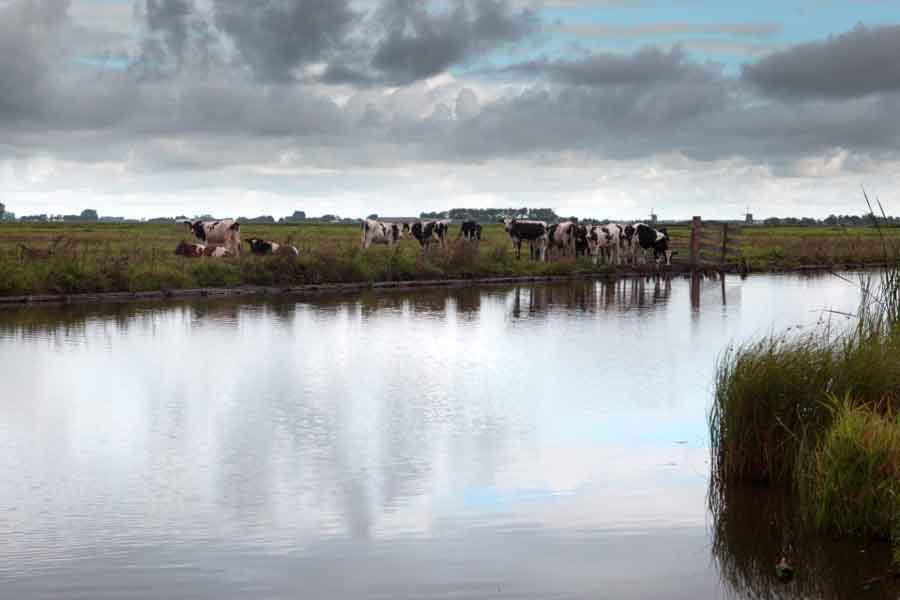 Eilandspolder in Schermereiland