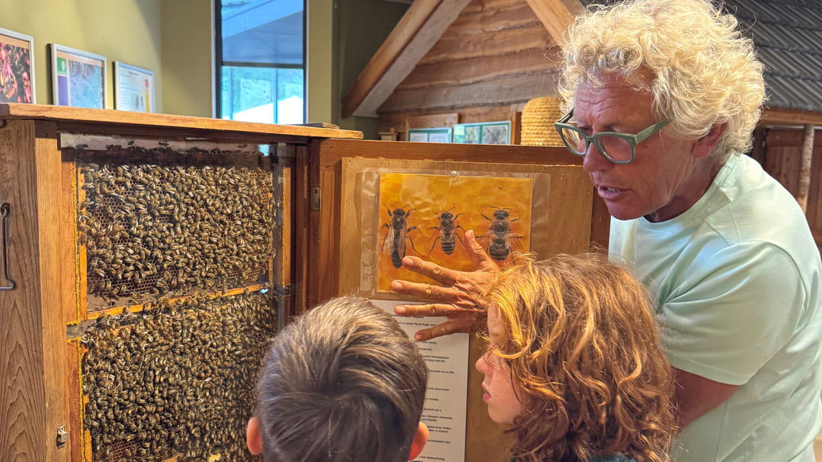 bijenexpositie schoorl