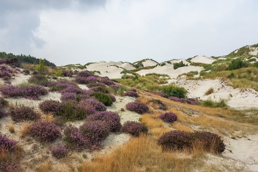 Heidevelden in Nederland; voor de mooiste wandelingen en foto's - Reisliefde