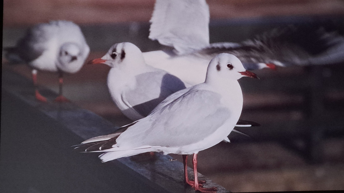 Foto van kokmeeuwen