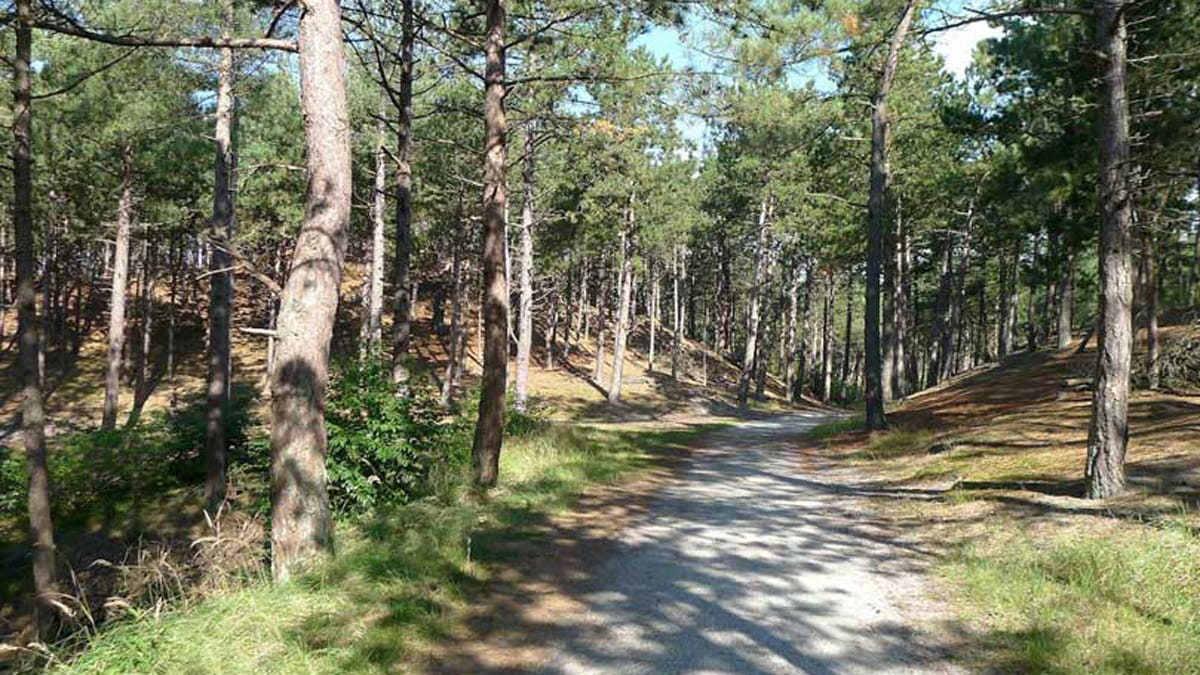 wandelpad in Schoorlse Duinen