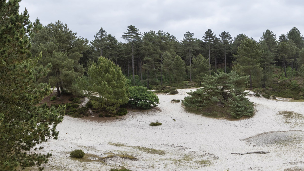 Winterwanderling in het Duindorp - Schoorlse Duinen