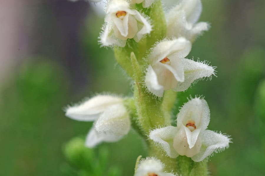 orchidee