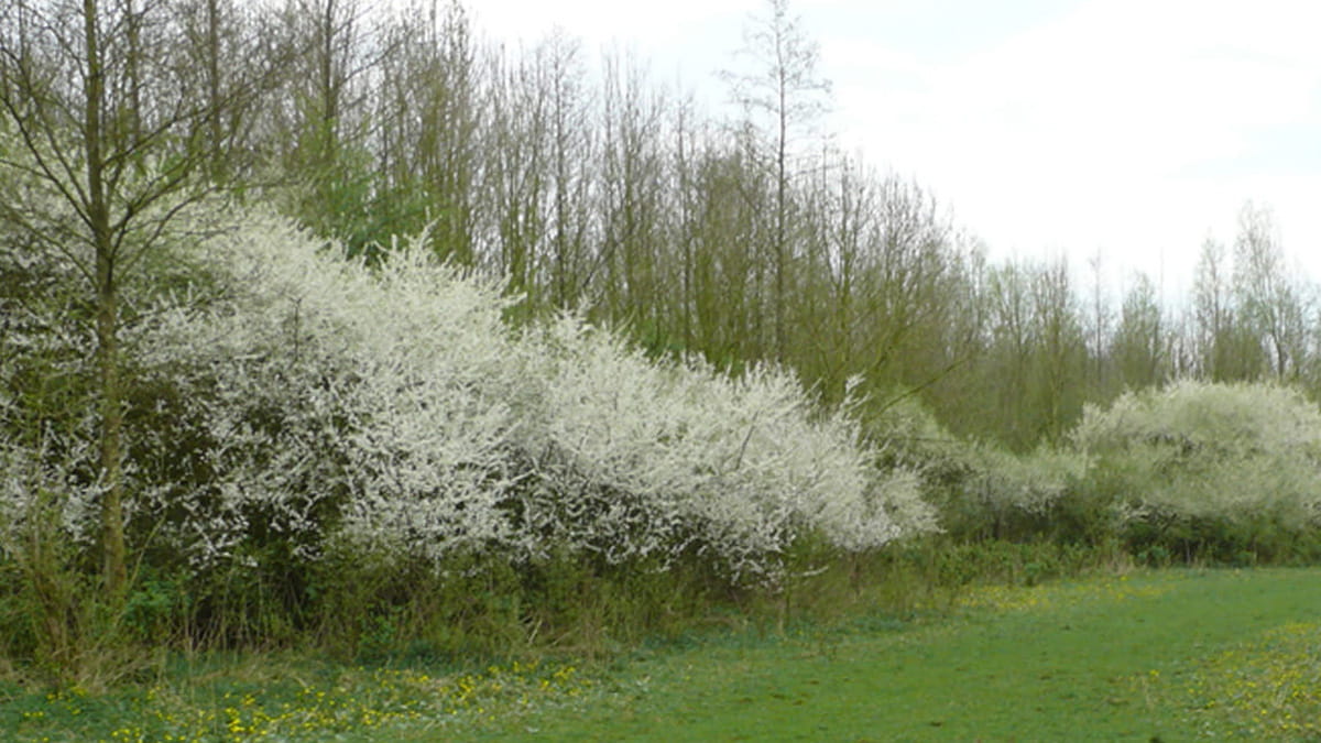 Natuurrijke bosrand in Flevoland